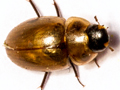 Enochrus melanocephalus